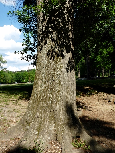{Quercus nigra}